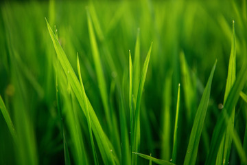 Fototapeta na wymiar Rice on field. Green leaves background
