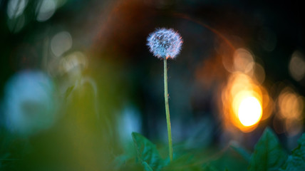 Macro of a single white dandelion in nature.