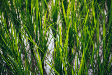 Rice on field. Green leaves background