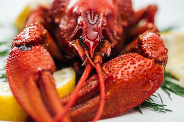 close up view of red lobsters on lemon slices and green herbs on white background