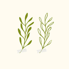 Fototapeta na wymiar Vector botanic illustrations. Botanical clipart. Set of Green branches. Floral Herb Design elements. 