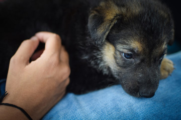 dog lying on the lap