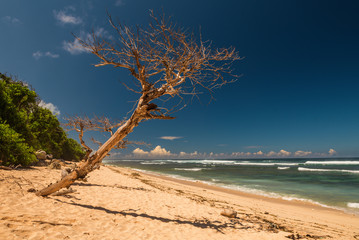 Beautiful dry tree on beach.