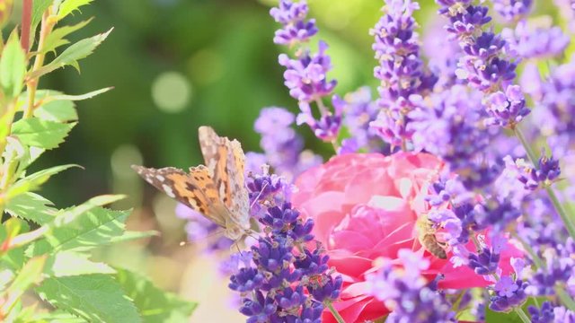 Orange butterfly (Vanessa Cardui) and bee on the lavender flower. Purple aromathic blossom with insect animals. Summer weather, vibrant colors. Ecology garden concept.