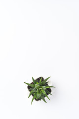Small succulent on white table with copyspace
