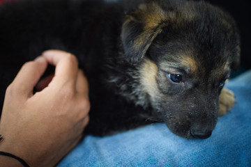 dog lying on the lap