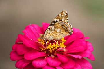 Butterfly on a daisy flower gerbera in the garden