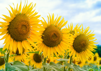 Fototapeta premium three yellow sunflowers on a field against a blue sky with clouds