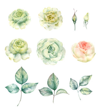 Flowers and leaves of the roses isolated on white background. Watercolor painting for wedding invitations,greeting card and design..