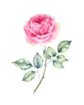 .Branch of the roses isolated on white background. Watercolor painting for wedding invitations,greeting card and design.
