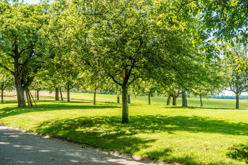 Naklejka premium BaumGrundstück mit Obstbäumen im Sommer