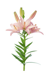 pink lily