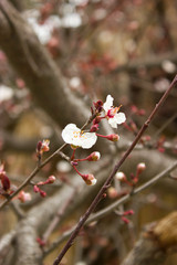 Flowers of plum tree