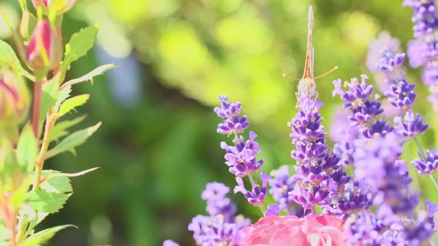 Orange butterfly (Vanessa Cardui) and bee on the lavender flower. Purple aromathic blossom with insect animals. Summer weather, vibrant colors. Ecology garden concept.
