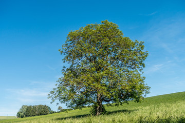 Fototapeta na wymiar Obstbäume im Feld im Sommer