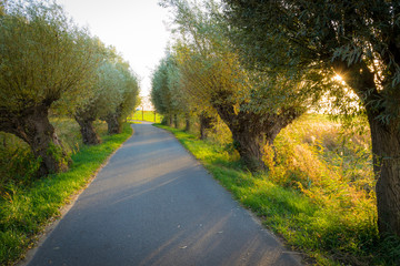 Sonnenuntergang über der Allee auf Insel Rügen