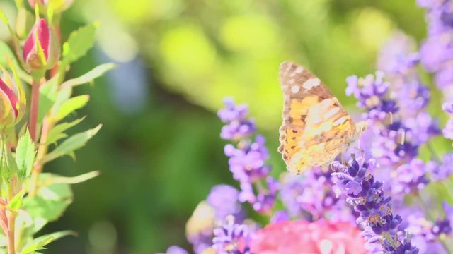 Orange butterfly (Vanessa Cardui) and bee on the lavender flower. Purple aromathic blossom with insect animals. Summer weather, vibrant colors. Ecology garden concept.