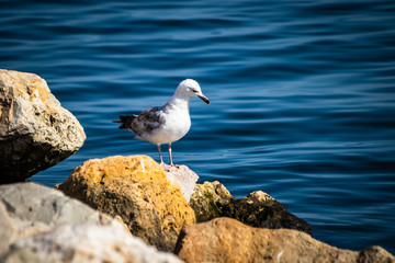 Seagull standing on the rock by the sea. Black sea in Constanta, Romania. 