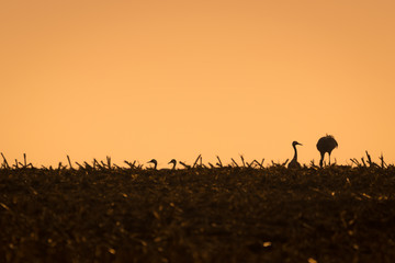 Kranich Silhouette im Sonnenaufgang auf einem Feld