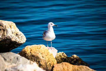 Seagull standing on the rock by the sea. Black sea in Constanta, Romania. 