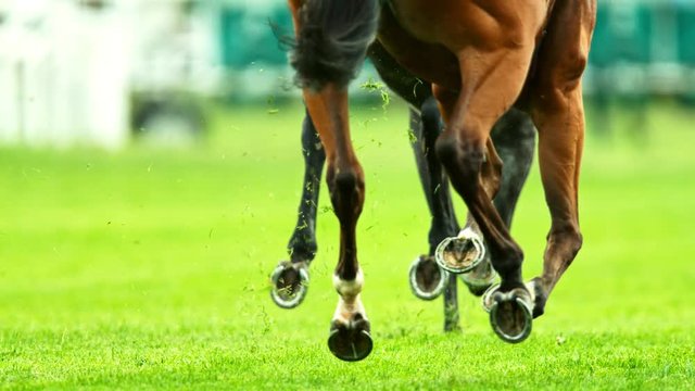 Super Slow Motion Shot of Running Horses at 1000fps.