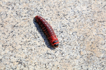 Insects on the rocks
