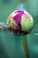 Macro photo on red peony isolated on green background.
