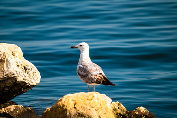 Seagull standing on the rock by the sea. Black sea in Constanta, Romania. 
