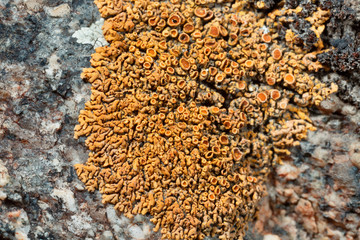 Lichen on the stone.