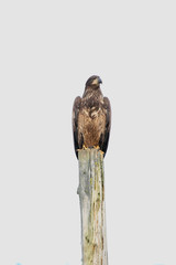 nature, landscape, architecture, automotive, floral, 