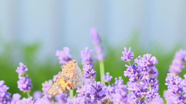 Orange butterfly (Vanessa Cardui) and bee on the lavender flower. Purple aromathic blossom with insect animals. Summer weather, vibrant colors. Ecology garden concept.