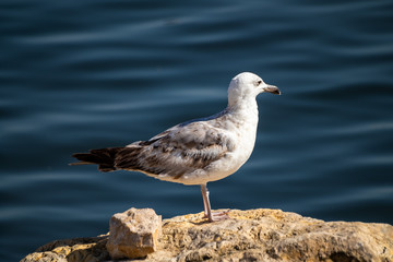Seagull standing on the rock by the sea. Black sea in Constanta, Romania. 