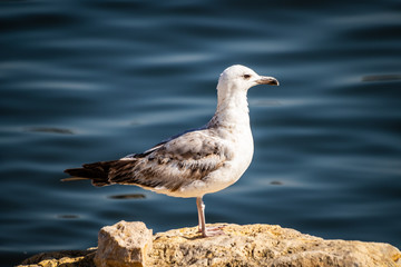 Seagull standing on the rock by the sea. Black sea in Constanta, Romania. 