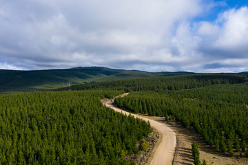 A car driving on a dirt road through a pine forest