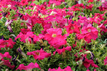 Fototapeta na wymiar Red and crimson petunia flowers on the background of a green flowerbed in the garden