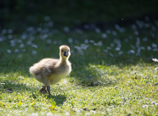 An adorable gosling back lit by sun light walks across grass - Image