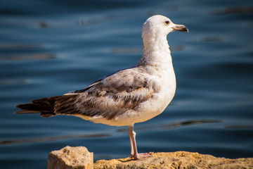Seagull standing on the rock by the sea. Black sea in Constanta, Romania. 