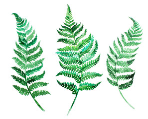 Watercolor artistic handpainted green fern leaves template isolated on white background