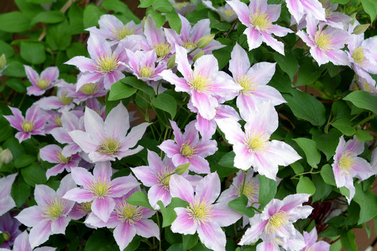 Purple clematis