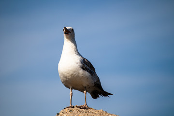 Seagull standing on the rock by the sea. Black sea in Constanta, Romania. 