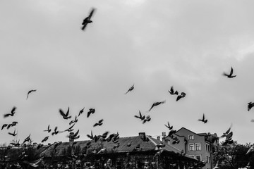 flock of birds on sunset background