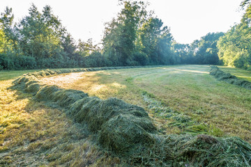 Frisch gemähte Wiese im Sommer