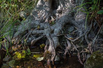 Swamp land in washington state