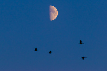 Kraniche mit Mond vor Himmel