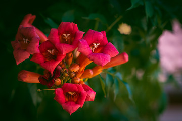 Fototapeta premium Beautiful garden creeper with orange-red flower, Tecoma capensis, common name Cape honeysuckle