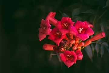Beautiful garden creeper with orange-red flower, Tecoma capensis, common name Cape honeysuckle