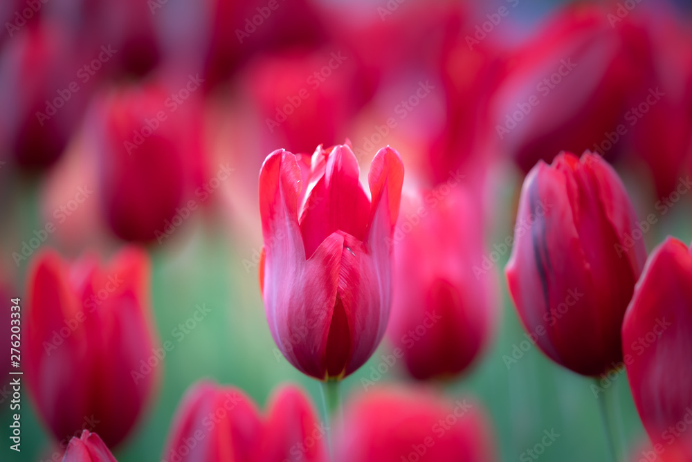 Wall mural isolated tulip flower on soft defocused background of more colorful blooms. beautiful blooms from lo