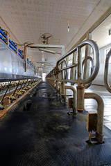 Milking parlor in dairy farm