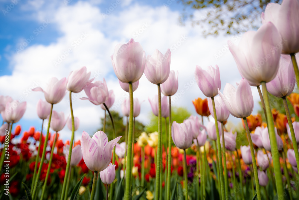 Wall mural tulip field. beautiful blooms from low angle. beautiful spring day with blue sky and white clouds. u