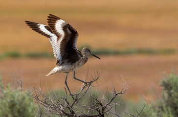 Willet taking off to fly in Antelope Island State Park, Salt Lake City, Utah